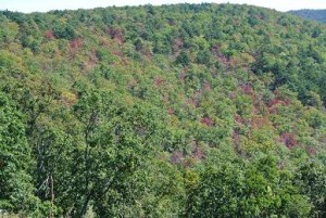 In ein paar Wochen sieht der ganze Wald so rot aus, wie die einzelnen Bäume an diesem Hang.