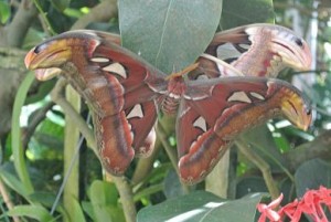 Der Schmetterling hat etwa eine Spannweite von 20 cm. Auf der gegenüberliegenden Seite war ein 2. Exemplar. Scheinbar waren die 2 in die Fortpflanzung vertieft href=