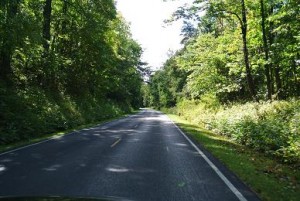 Der erste Eindruck auf dem Skyline-Drive. Viele Bäume auf einer gemütlichen Strasse.