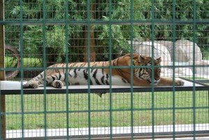 Ein wunderbar gezeichneter Tiger auf seiner erhöhten Liege in Schaukäfig.